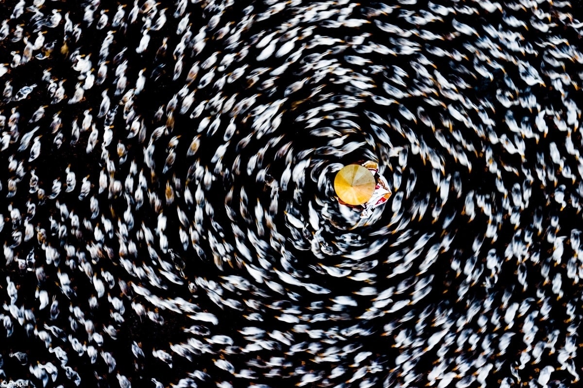 Tác phẩm “Cho vịt ăn” của tác giả Nguyễn Phước Hoài, chụp trên khu vực đầm Trà Ổ, Phù Mỹ, Bình Định đạt giải nhì hạng mục Food in the Field (Thức ăn trên đồng).