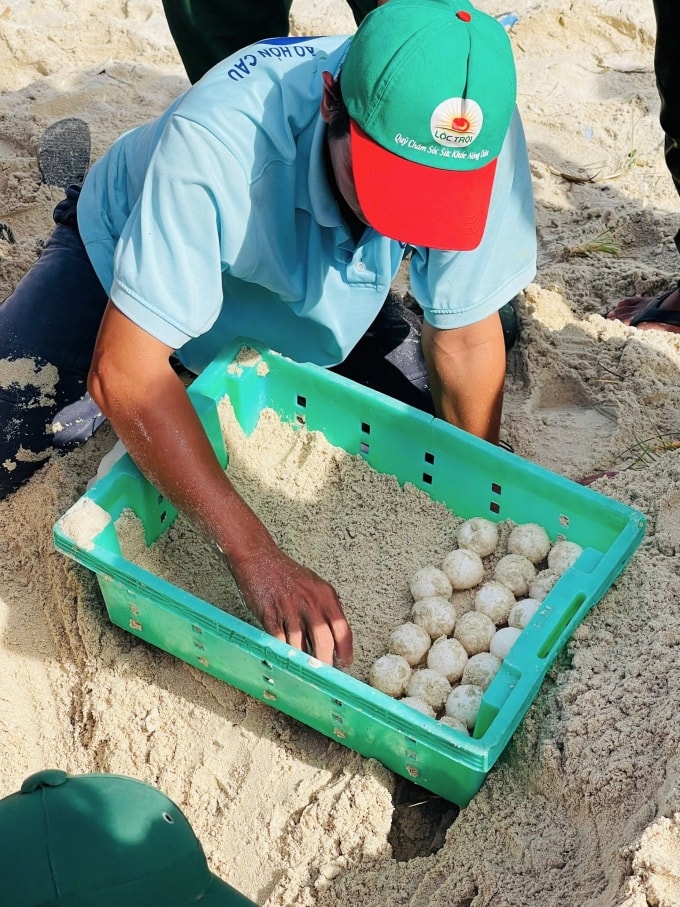 Nhân viên Khu bảo tồn biển Hòn Cau thu gom trứng rùa đưa về bãi Ấp. Ảnh: Phi Phi