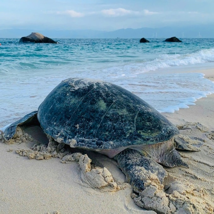 Rùa mẹ đẻ trứng xong quay về đại dương. Ảnh: