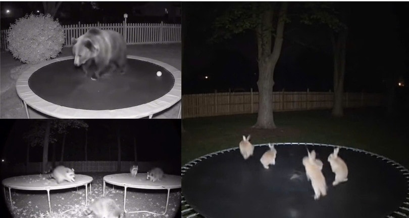 Những động vật tạo bởi AI đang gây chú ý. Ảnh: Internet.