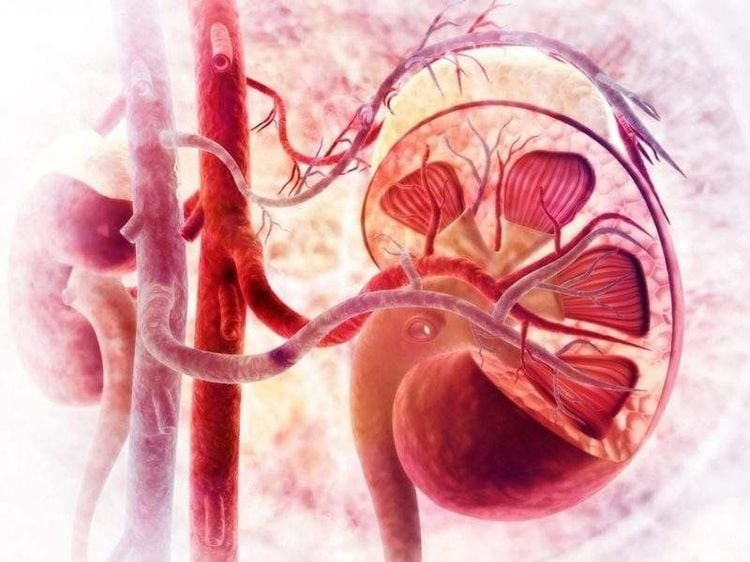 Người phải lọc máu trong thời gian dài có nguy cơ mắc ung thư thận