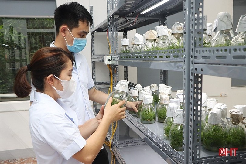 HTX Sản xuất, thương mại dịch vụ, du lịch Xuyên Sơn ở Hà Tĩnh phát triển nông nghiệp công nghệ cao. image-2-7875.jpg