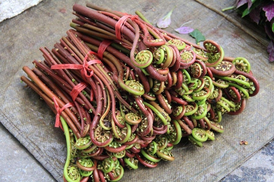 Dương xỉ là loại rau dại chứa độc tố được phân loại là 