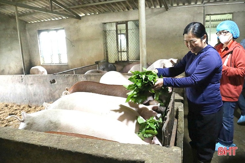 Thời tiết mưa ẩm, bà con bổ sung thêm thức ăn xanh để vật nuôi có thêm chất dinh dưỡng, sức đề kháng tốt hơn với dịch bệnh. bqbht_br_5ql.jpg