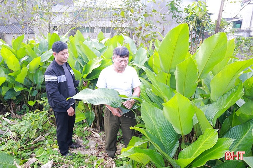 Ông Phạm Chương dự kiến thu hoạch khoảng 2,5 vạn lá trong dịp Tết năm nay. bqbht_br_4.jpg