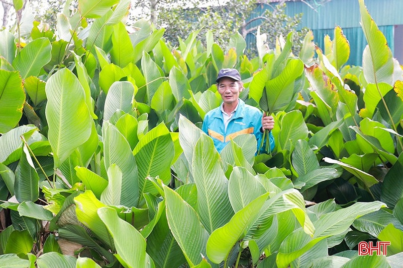 Năm nay gia đình ông Hùng ước tính thu hoạch khoảng 2 vạn lá dong. bqbht_br_11.jpg