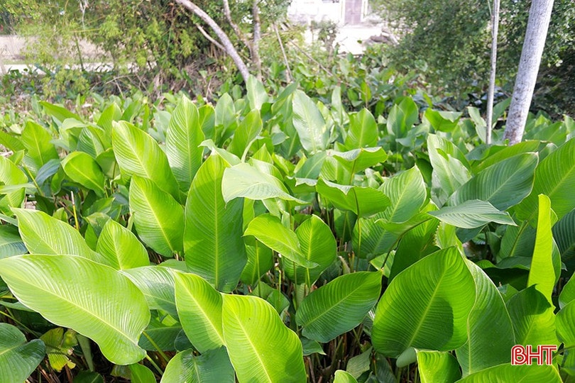 Lá dong xanh không đơn thuần là nguyên liệu, mà còn là hình ảnh của sự no đủ, sum vầy trong ngày Tết. bqbht_br_7.jpg