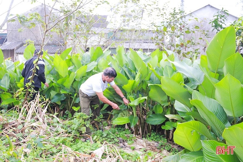 Gia đình ông Phạm Chương hiện có 3 vườn trồng lá dong, với tổng diện tích 2 sào. bqbht_br_1.jpg