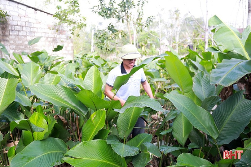 Với thổ nhưỡng phù hợp nên cây dong ở xã Đức Quang có lá to, đẹp, dễ gói, được khách hàng ưa chuộng. bqbht_br_5.jpg