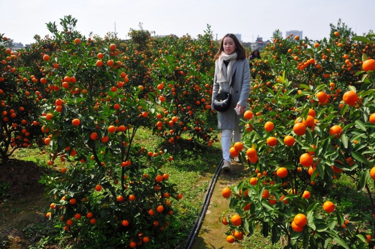 Cách chọn đào quất đẹp chơi Tết Bính Ngọ 2026