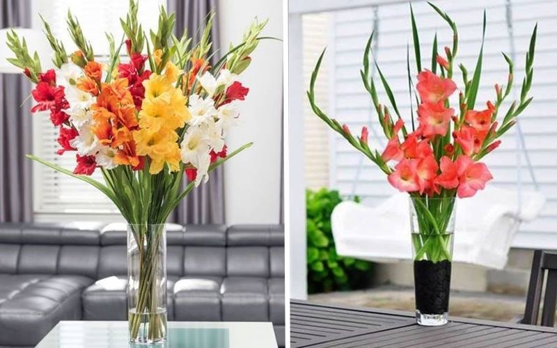 Cách cắm hoa lay ơn ngày Tết đẹp lung linh, đón tài lộc về nhà