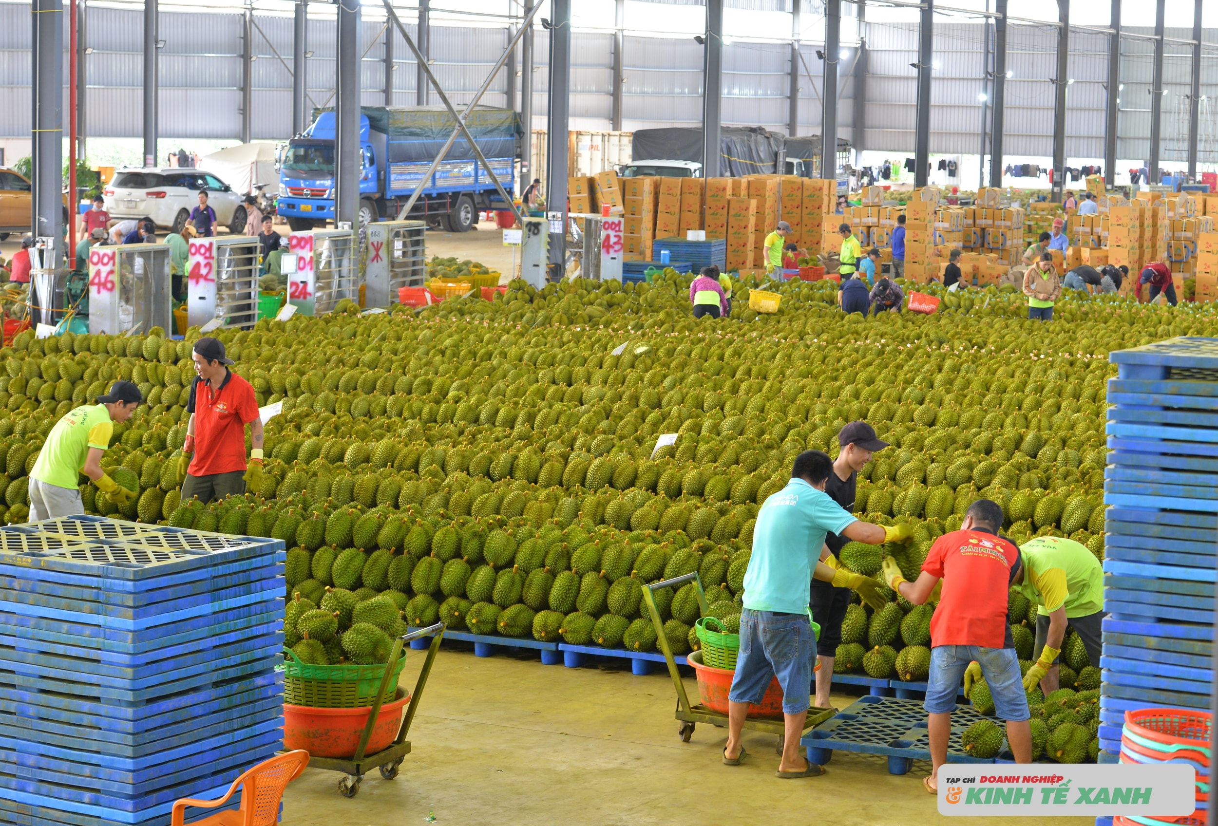 Kho đóng gói sầu riêng tại Đắk Lắk tuân thủ quy trình kiểm dịch