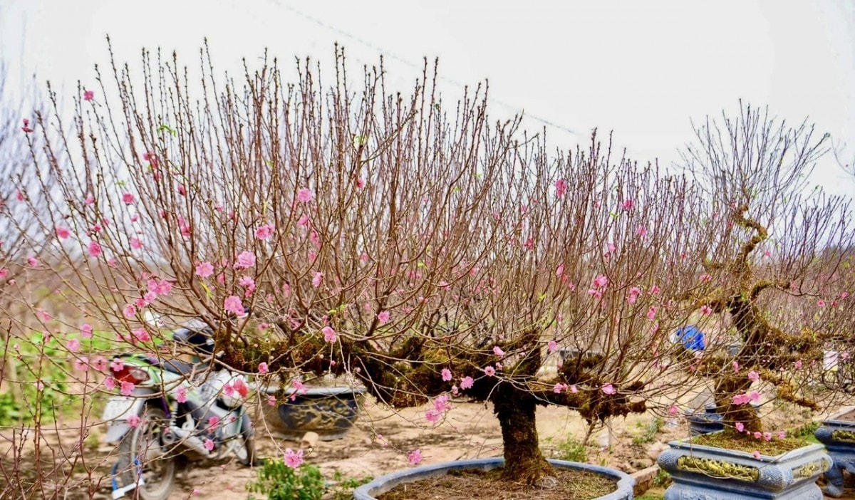 Đào Nhật Tân, quất Tứ Liên vào mùa cao điểm Tết Nguyên đán