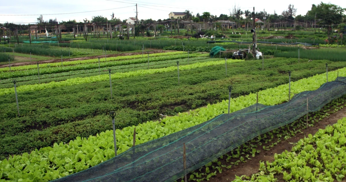 Làng rau Trà Quế - niềm tự hào của người dân phố cổ Hội An | Vietnam+ (VietnamPlus)