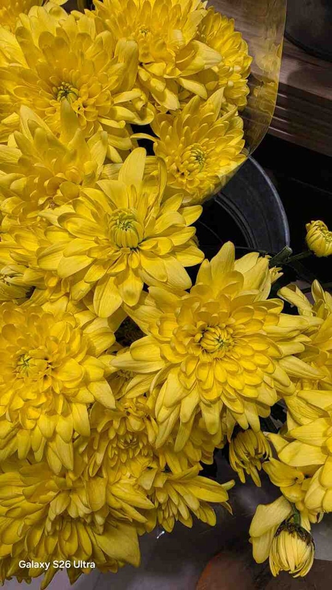 Ảnh chụp thực tế từ Galaxy S26 Ultra với độ chi tiết cao