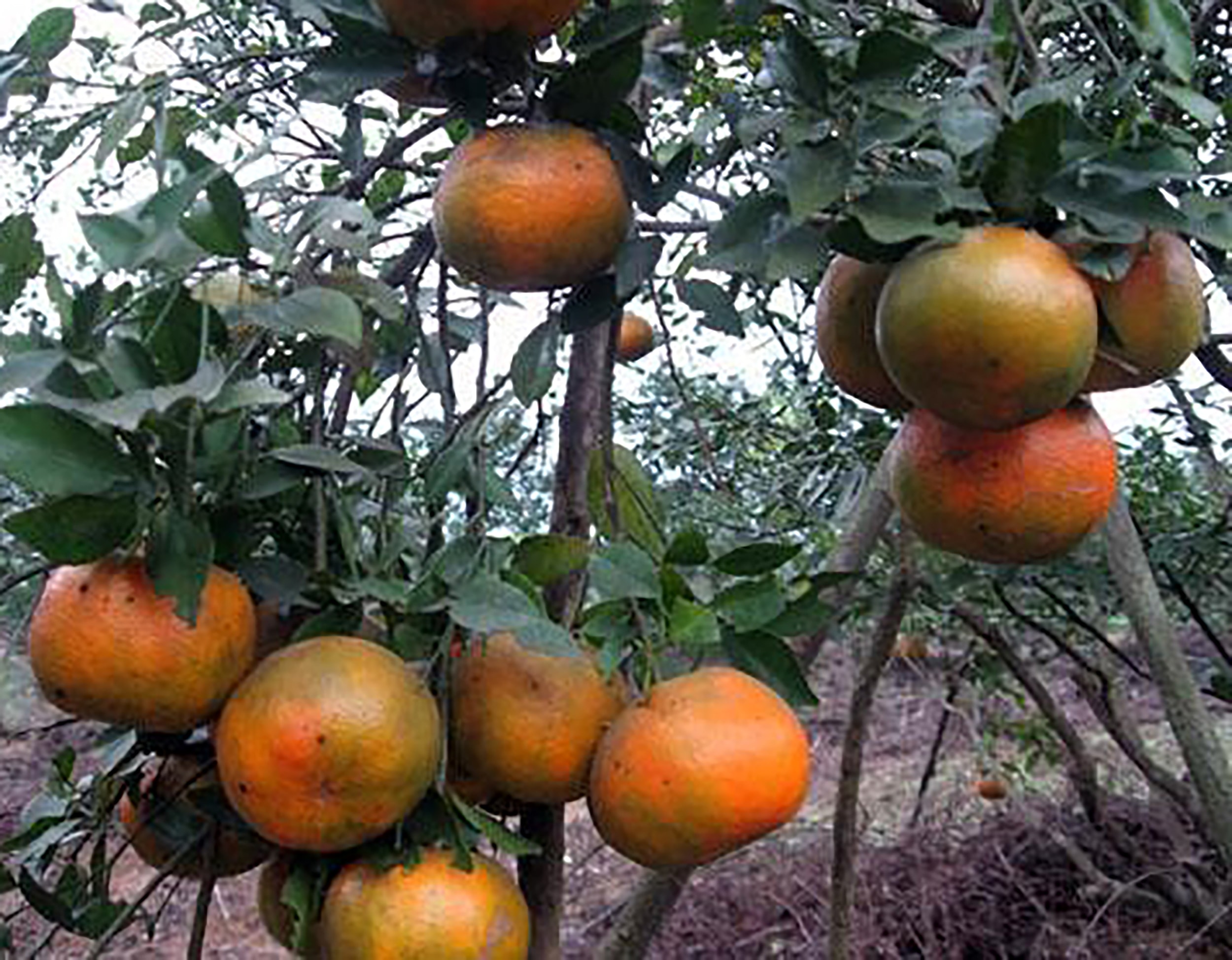 Cam bù – Wikipedia tiếng Việt