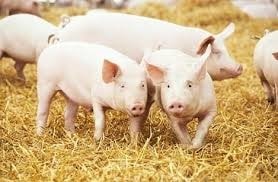 Sản lượng thịt lợn của Argentina tăng trưởng trong năm 2025 đi kèm với tiêu thụ nội địa tăng cao.