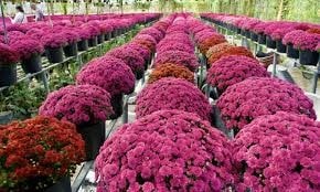 Sản xuất và xuất khẩu rau quả sang thị trường Nhật Bản năm 2025