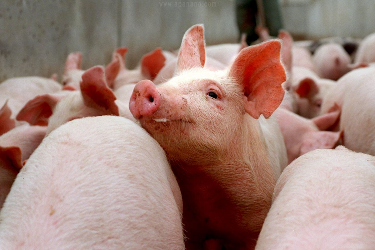 Giá heo hơi hôm nay 12/3/2026: Miền Bắc đi ngang, cao nhất 68.000 đồng/kg