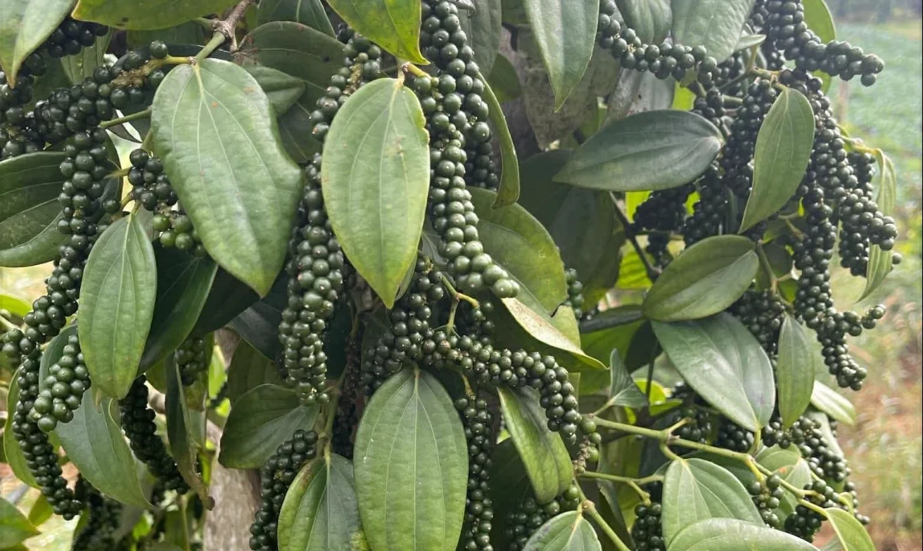 Giá tiêu hôm nay 12/3/2026: Nhiều nơi giảm, Đắk Lắk giữ đỉnh 146.500 đồng/kg