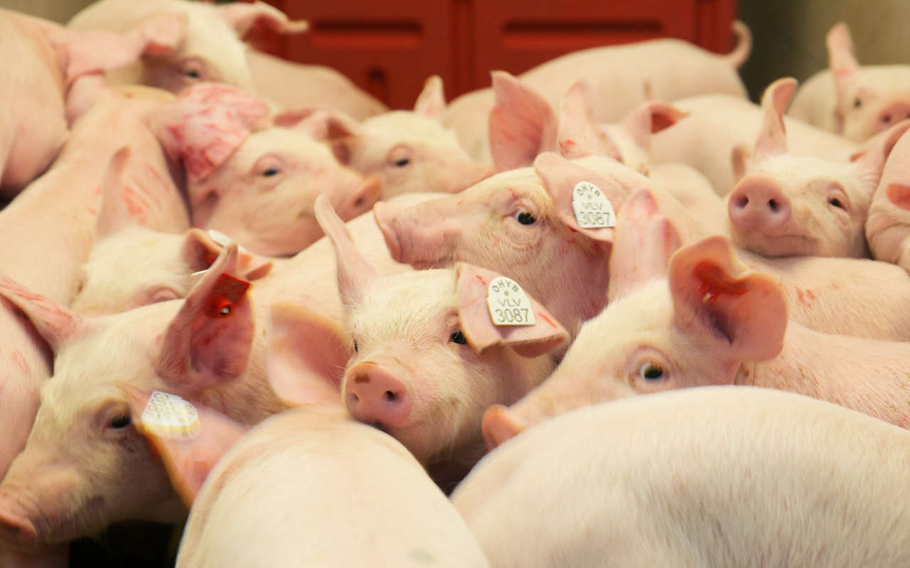 Giá heo hơi hôm nay 13/3/2026: Miền Bắc tăng cục bộ