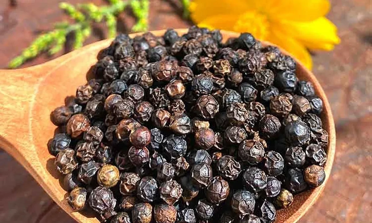 Giá tiêu hôm nay 13/3/2026 tăng trở lại