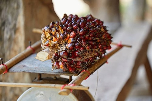 Thị trường dầu thực vật ghi nhận đà tăng trưởng tích cực trong phiên giao dịch ngày 12/3.