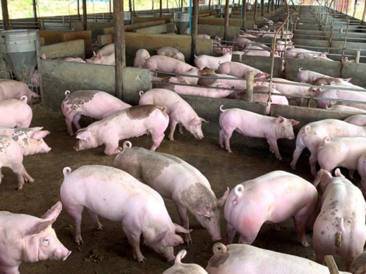 Giá heo hơi hôm nay 14/3/2026: Miền Nam giảm, cả nước dao động 60.000 – 66.000 đồng/kg