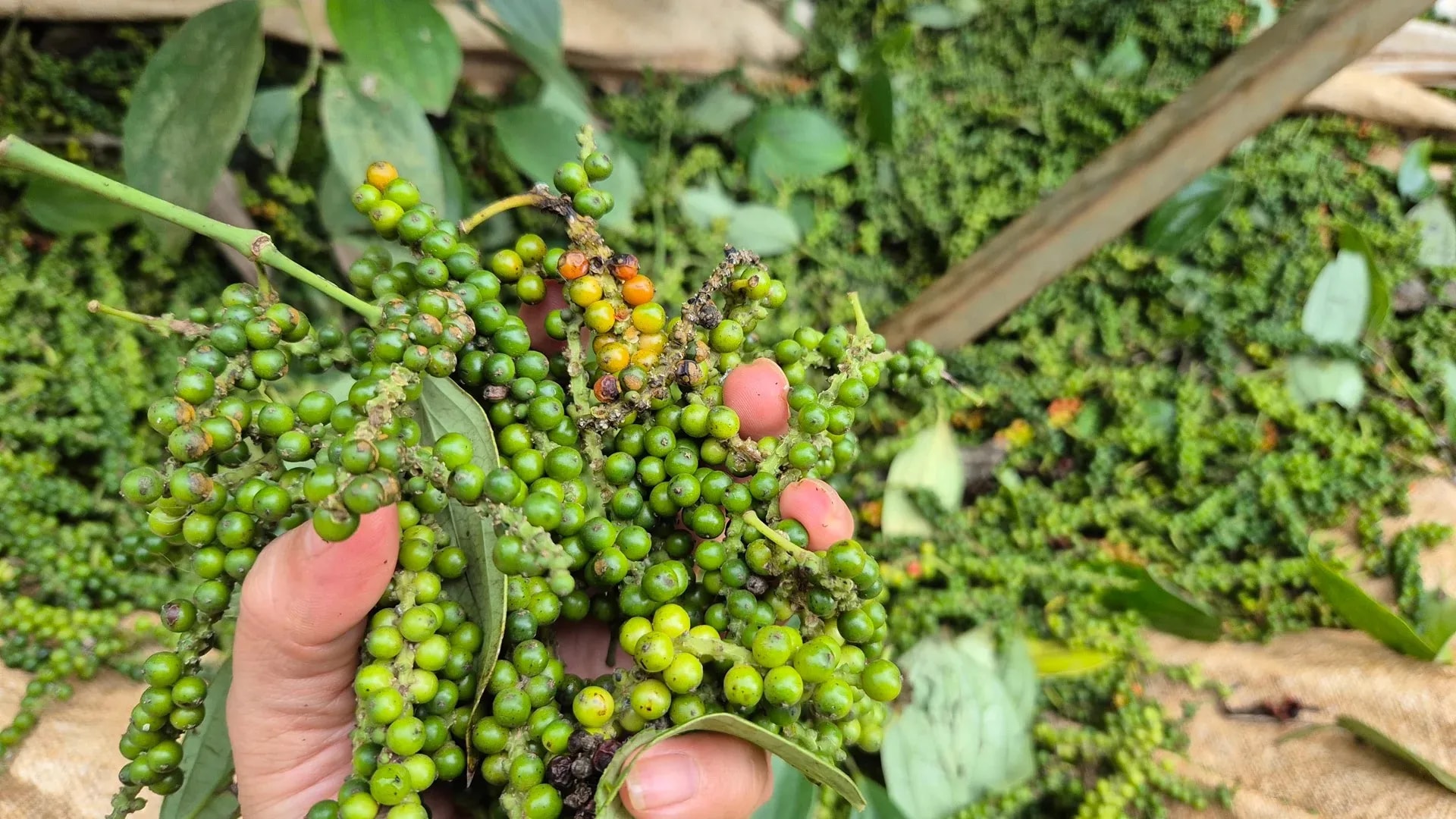 Giá tiêu hôm nay 14/3/2026: Lâm Đồng đạt 146.500 đồng/kg, nhiều nơi tăng