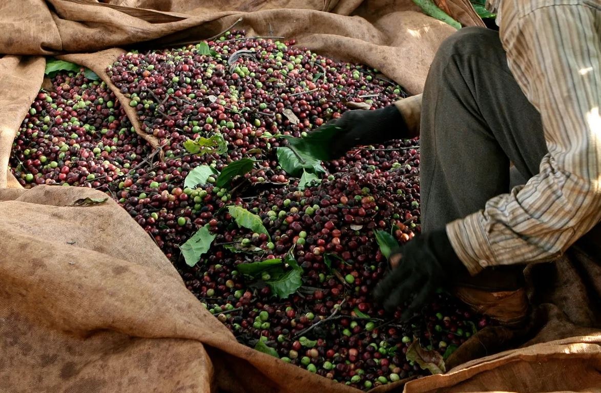 Giá cà phê hôm nay: Robusta giảm mạnh, thị trường đi xuống