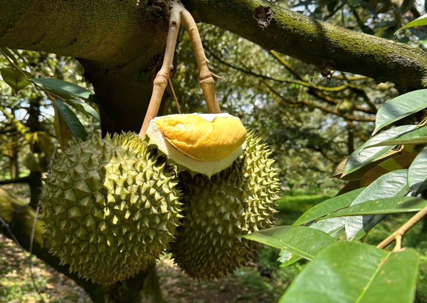 Giá sầu riêng hôm nay 17/3/2026: RI6 và sầu riêng Thái đi ngang, sức mua vẫn thấp