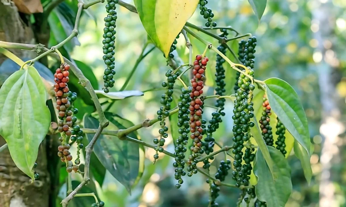 Giá tiêu hôm nay 17/3/2026: Trung bình 141.200 đồng/kg