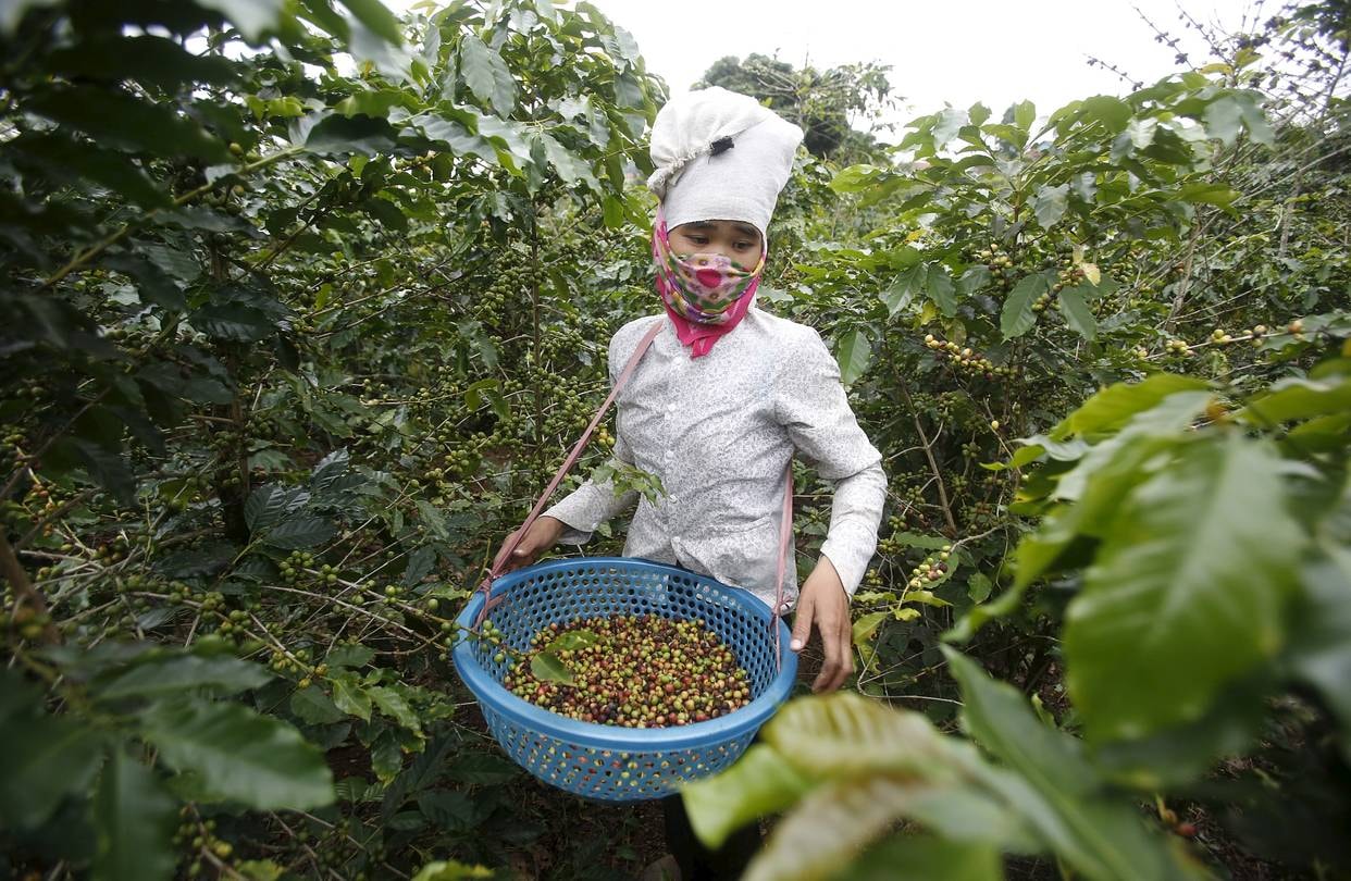 Giá cà phê hôm nay 20/3/2026 tăng tại thị trường trong nước và thế giới