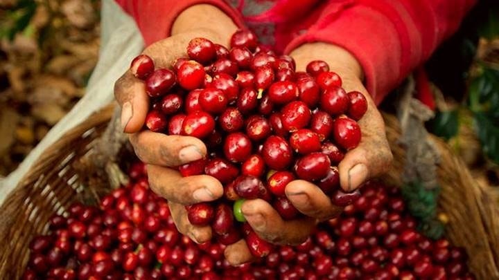 Giá cà phê Arabica tăng mạnh trên các sàn giao dịch quốc tế sáng 22/3