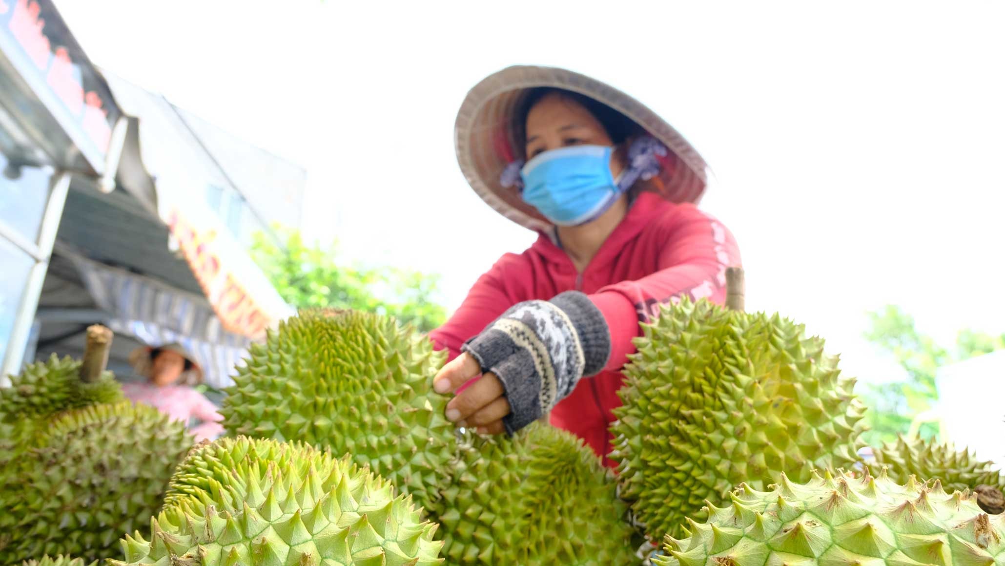 Giá sầu riêng hôm nay 25/3/2026: Nhu cầu thấp, giá RI6 và sầu Thái giữ nguyên