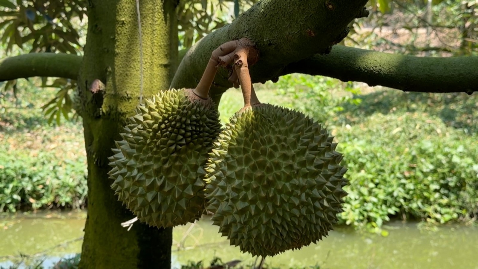 Giá sầu riêng hôm nay 26/3/2026: Đi ngang, thị trường giao dịch chậm