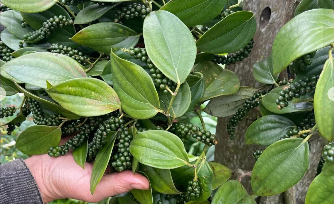 Giá tiêu hôm nay 26/3/2026: Đi ngang tại nhiều địa phương