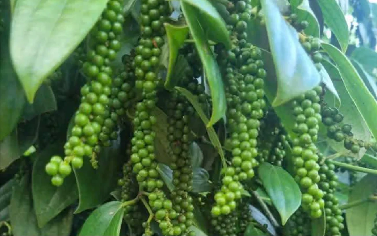 Cập nhật giá tiêu hôm nay 27/3/2026: Tăng mạnh 1500 – 2000 đồng/kg