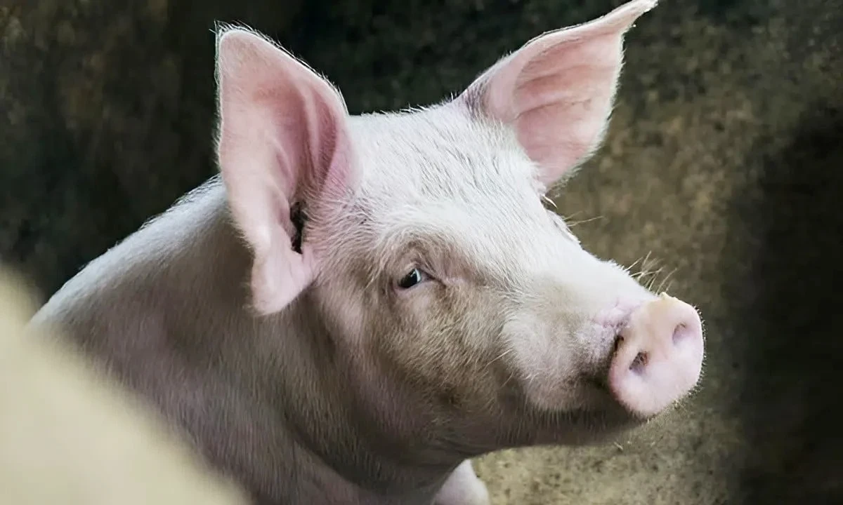 Cập nhật giá heo hơi hôm nay 28/3: Hai miền giảm nhẹ, cao nhất 69.000 đồng