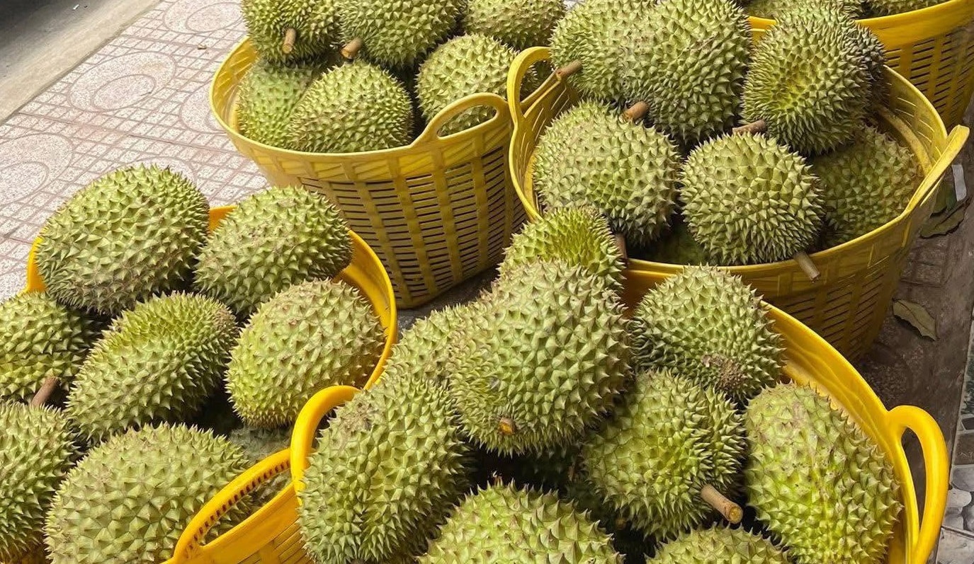 Giá sầu riêng hôm nay 2/4/2026: Thị trường đi ngang, vụ mới sắp cho thu hoạch