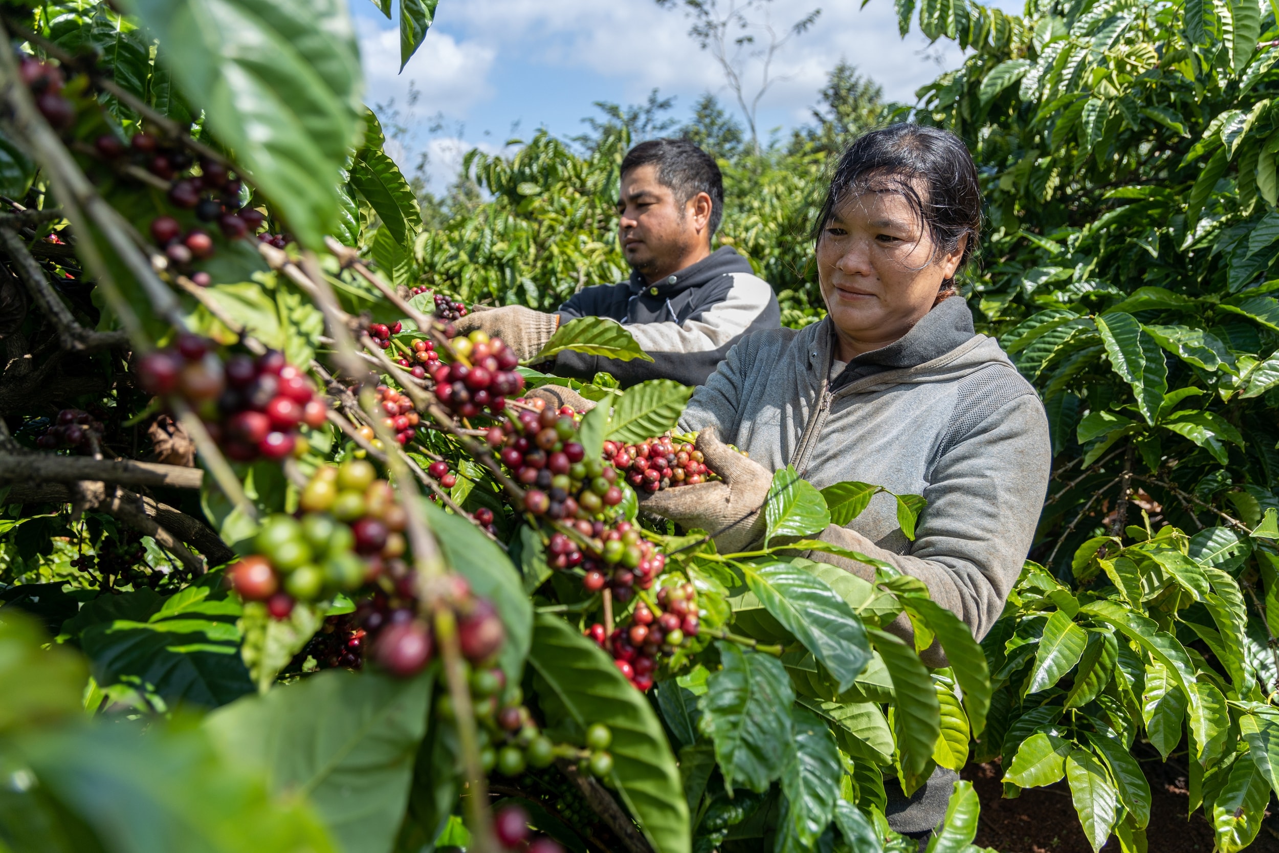 Giá cà phê hôm nay 6/4/2026: Giữ quanh 89.000 đồng/kg, áp lực giảm tăng