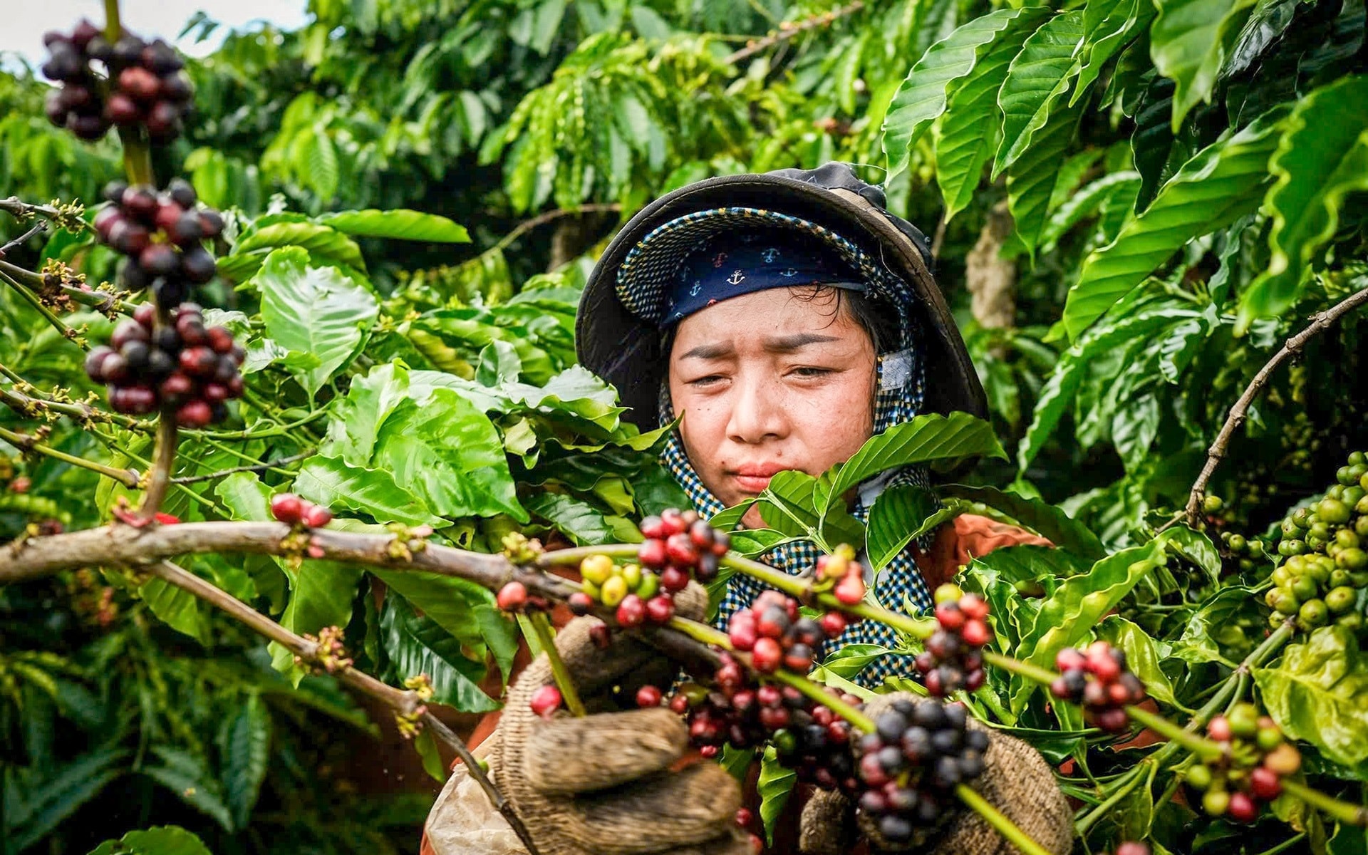 Giá cà phê hôm nay 7/4/2026: Arabica tăng trở lại