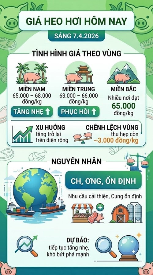 Giá heo hơi ngày 7/4 phục hồi tại ba miền với miền Bắc dẫn đầu đà tăng