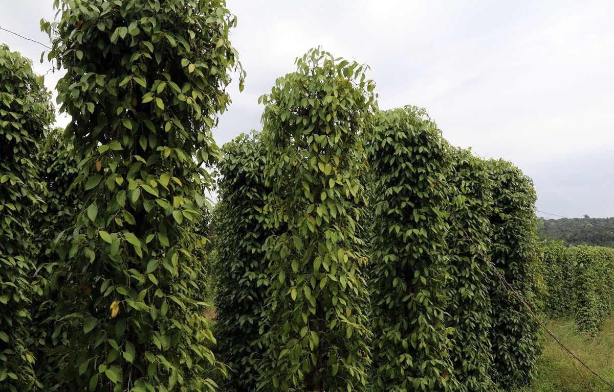 Giá tiêu hôm nay 8/4: Giảm nhẹ, cao nhất 139.000 đồng