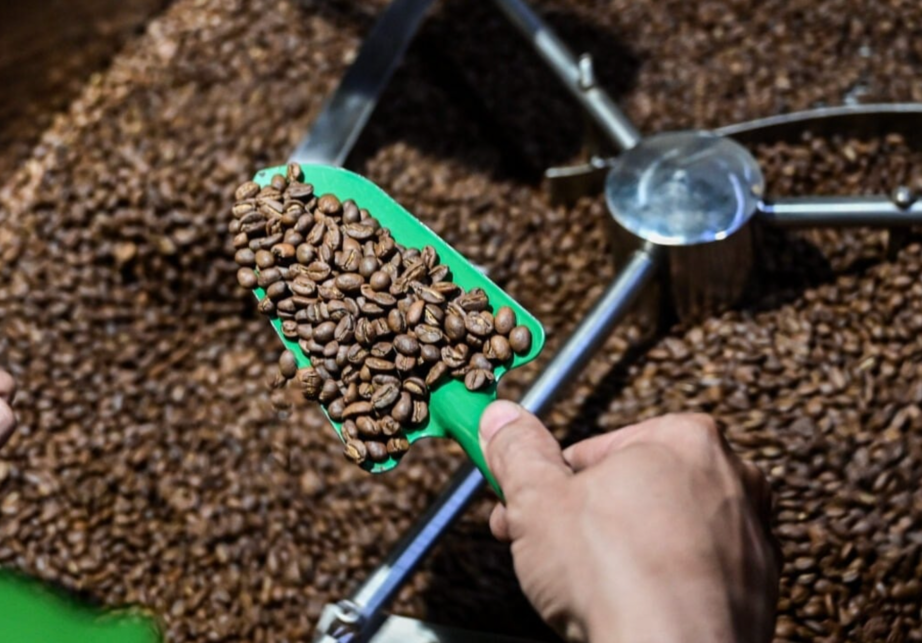 Giá cà phê hôm nay 8/4/2026: Giảm 4.000 đồng/kg