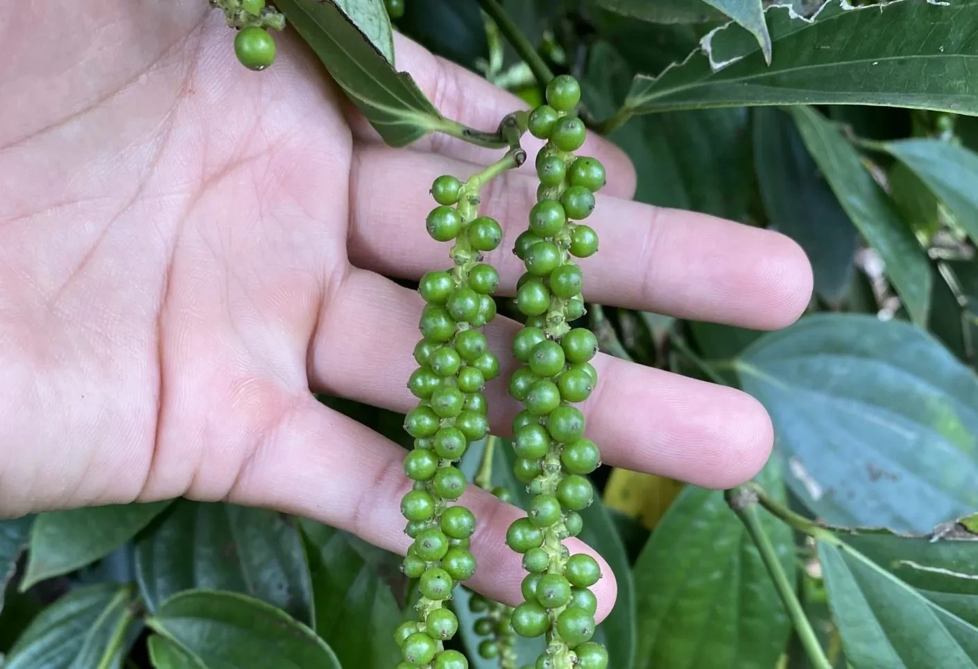 Giá tiêu hôm nay 9/4/2026: Trong nước tăng 500 đồng