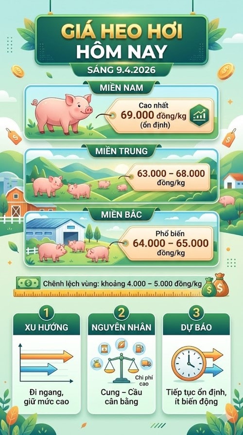 Thị trường heo hơi duy trì ổn định ở mặt bằng giá cao trong ngày 9.4