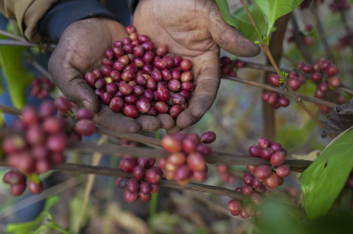 Giá cà phê hôm nay 10/4/2026: Giảm 400 đồng/kg