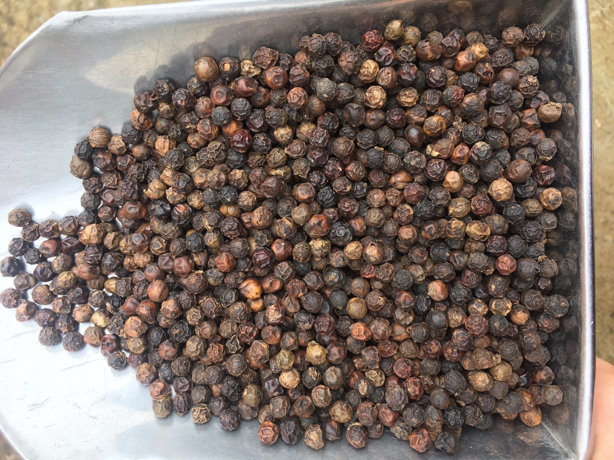 Giá tiêu hôm nay 13/4/2026: Tây Nguyên tăng mạnh