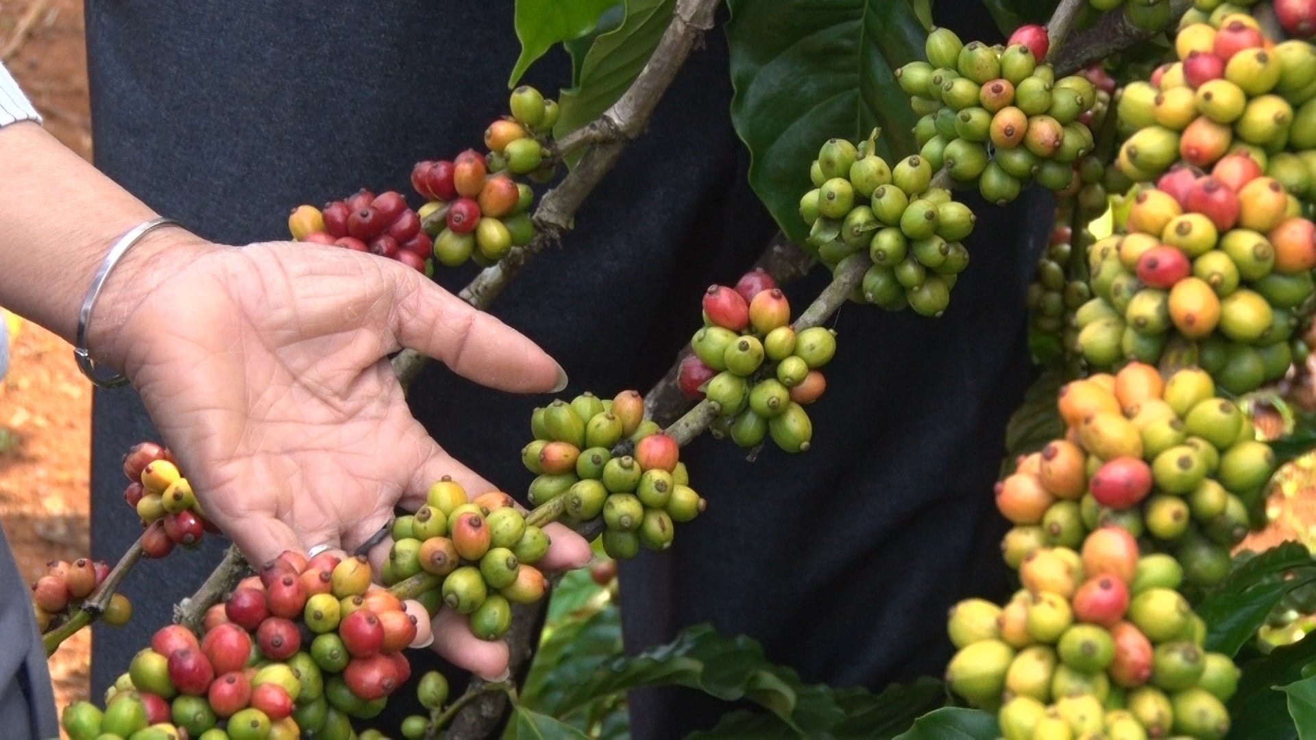 Giá cà phê hôm nay 15/4/2026: Tăng 600 đ/kg